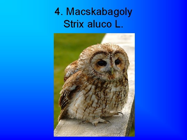 4. Macskabagoly Strix aluco L. 