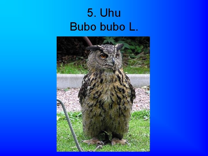 5. Uhu Bubo bubo L. 