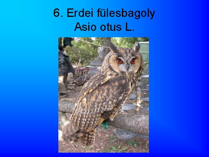 6. Erdei fülesbagoly Asio otus L. 