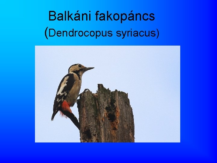 Balkáni fakopáncs (Dendrocopus syriacus) 