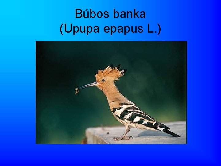 Búbos banka (Upupa epapus L. ) 