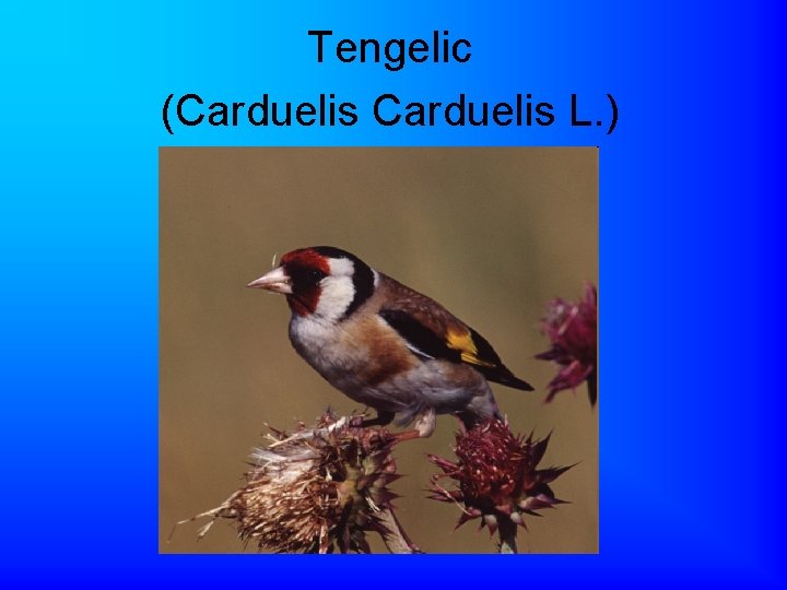 Tengelic (Carduelis L. ) 