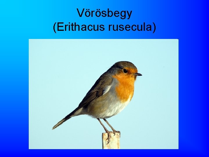 Vörösbegy (Erithacus rusecula) 