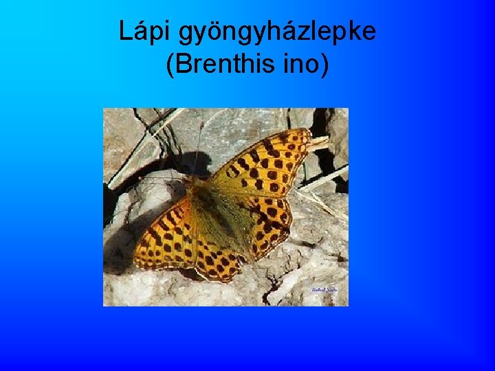 Lápi gyöngyházlepke (Brenthis ino) 