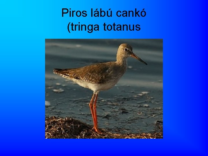 Piros lábú cankó (tringa totanus 