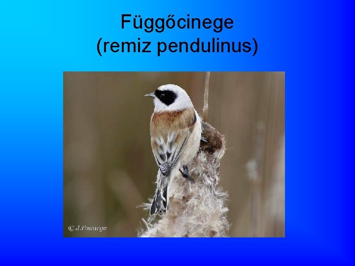 Függőcinege (remiz pendulinus) 