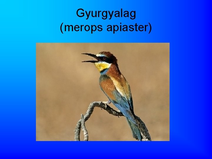 Gyurgyalag (merops apiaster) 