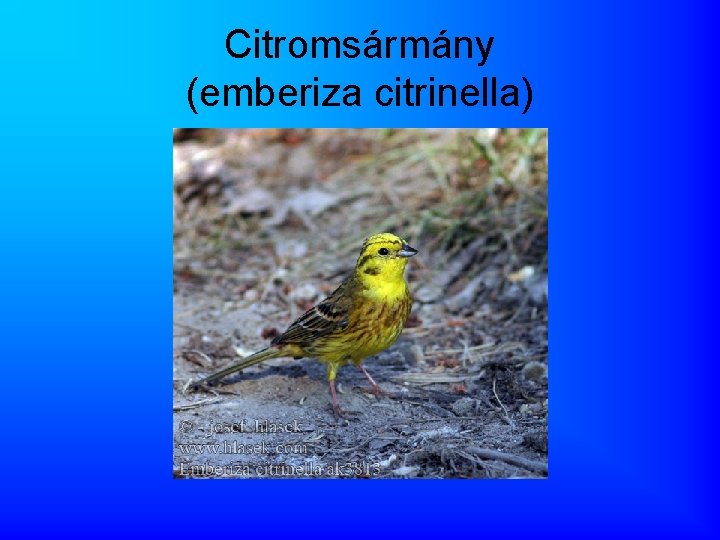 Citromsármány (emberiza citrinella) 