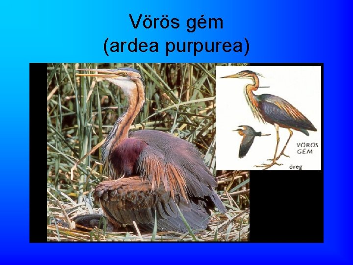 Vörös gém (ardea purpurea) 