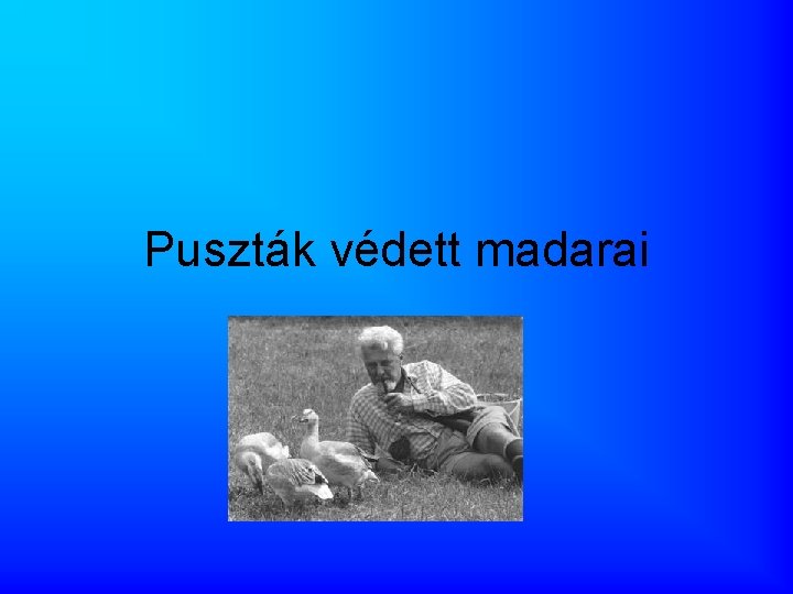 Puszták védett madarai 