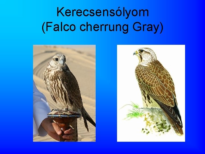 Kerecsensólyom (Falco cherrung Gray) 