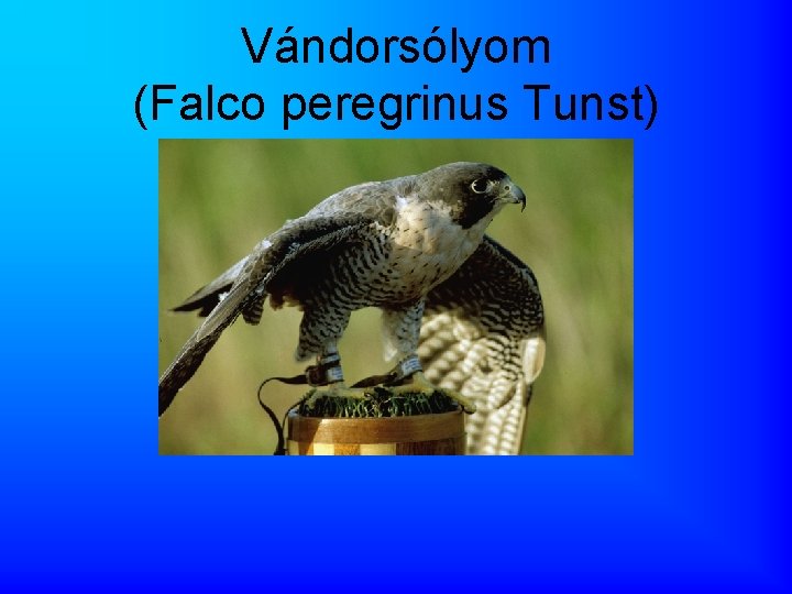 Vándorsólyom (Falco peregrinus Tunst) 