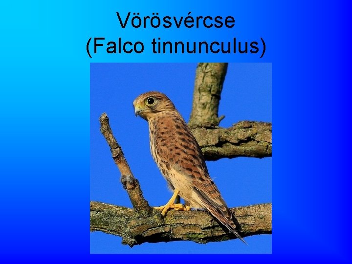 Vörösvércse (Falco tinnunculus) 