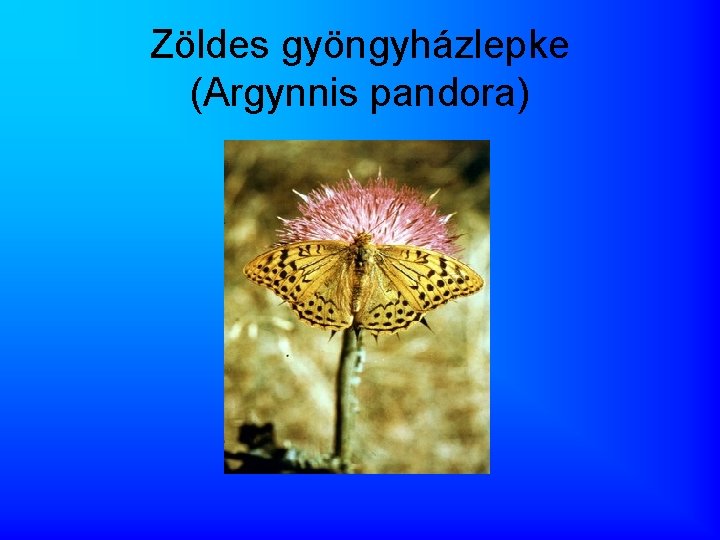 Zöldes gyöngyházlepke (Argynnis pandora) 