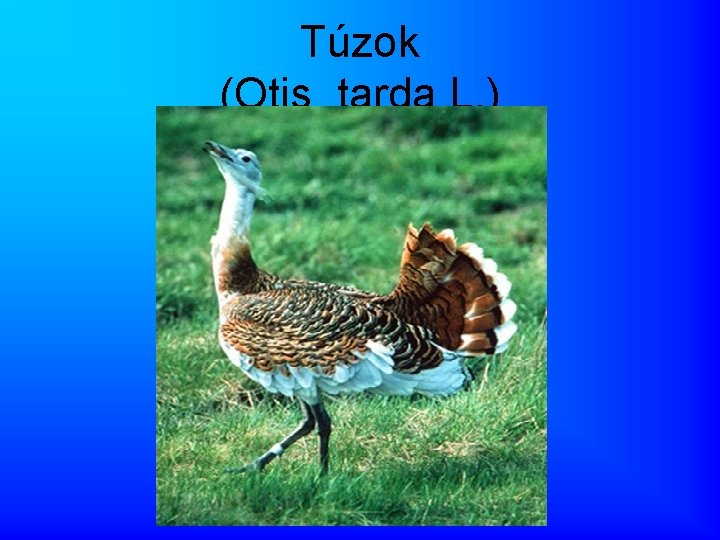 Túzok (Otis tarda L. ) 