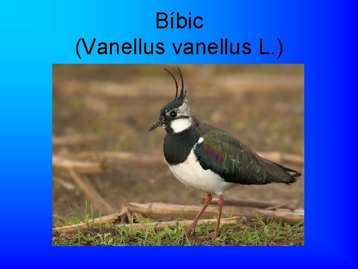 Bíbic (Vanellus vanellus L. ) 