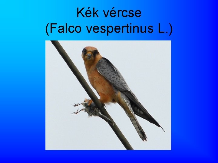 Kék vércse (Falco vespertinus L. ) 