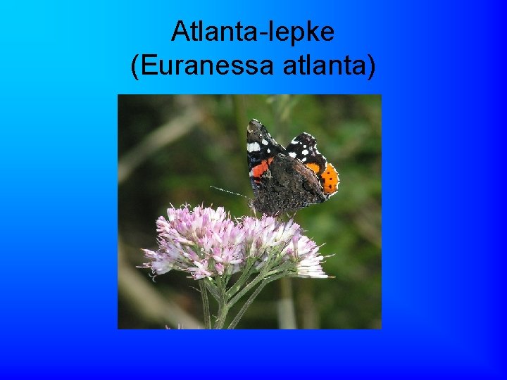 Atlanta-lepke (Euranessa atlanta) 