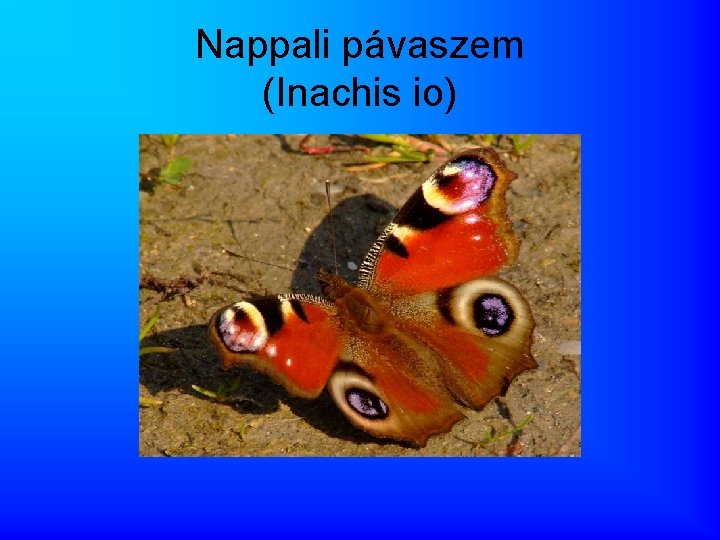 Nappali pávaszem (Inachis io) 