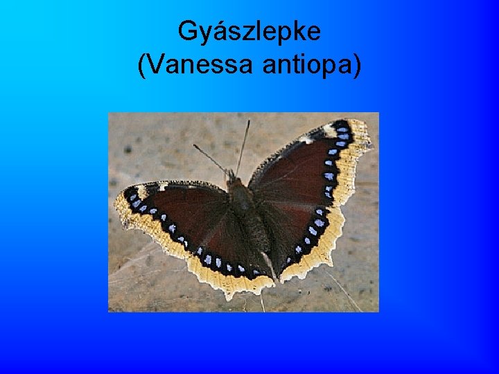 Gyászlepke (Vanessa antiopa) 