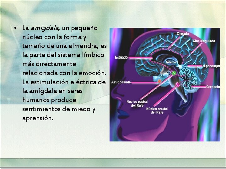  • La amígdala, un pequeño núcleo con la forma y tamaño de una