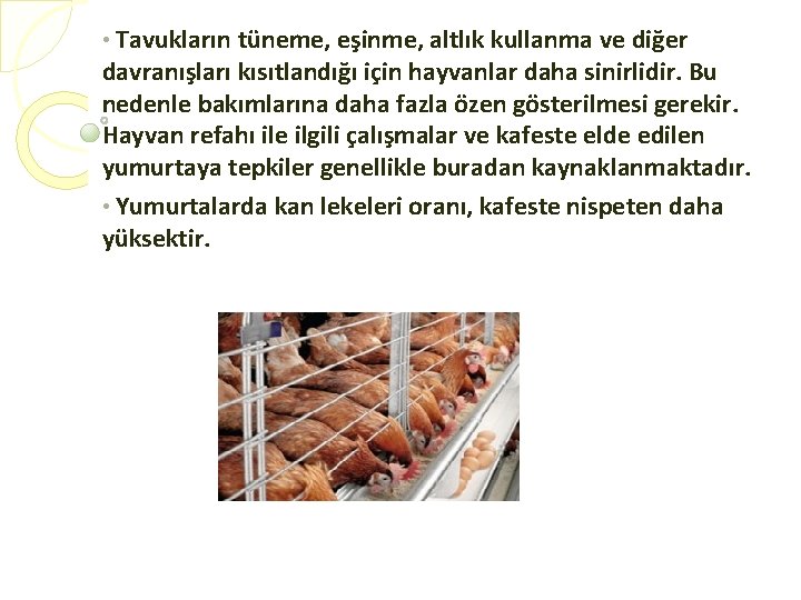  • Tavukların tüneme, eşinme, altlık kullanma ve diğer davranışları kısıtlandığı için hayvanlar daha