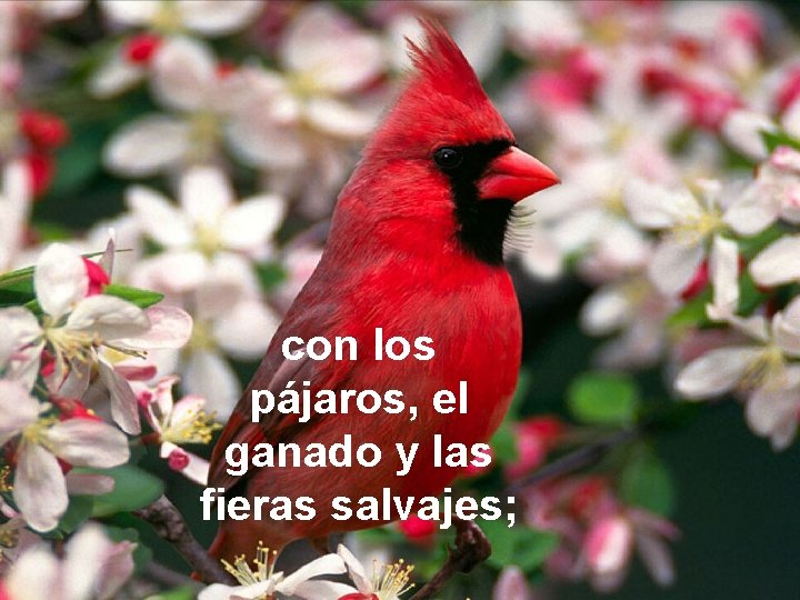 con los pájaros, el ganado y las fieras salvajes; 