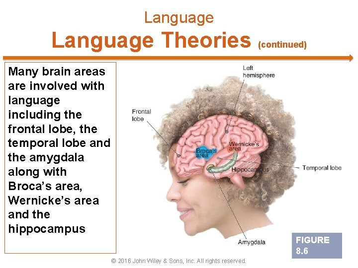 Language Theories (continued) Many brain areas are involved with language including the frontal lobe,