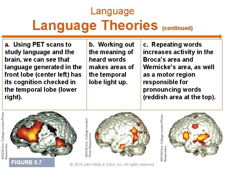 Language Theories (continued) a. Using PET scans to study language and the brain, we
