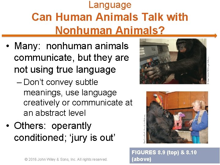 Language Can Human Animals Talk with Nonhuman Animals? • Many: nonhuman animals communicate, but