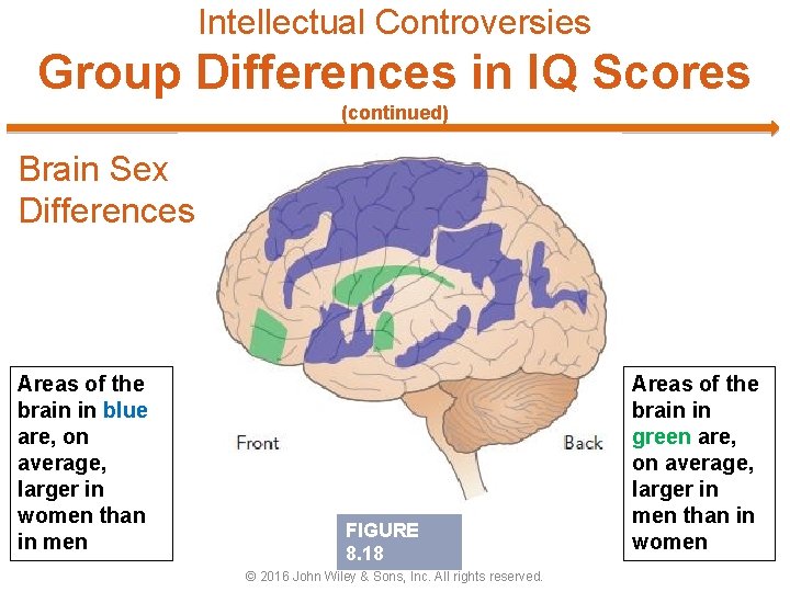 Intellectual Controversies Group Differences in IQ Scores (continued) Brain Sex Differences Areas of the