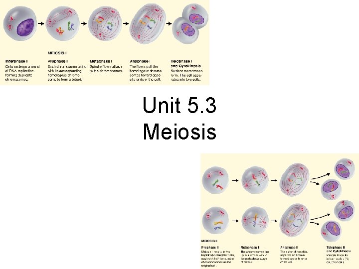 Unit 5. 3 Meiosis 