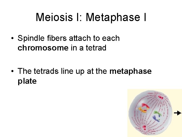 Meiosis I: Metaphase I • Spindle fibers attach to each chromosome in a tetrad