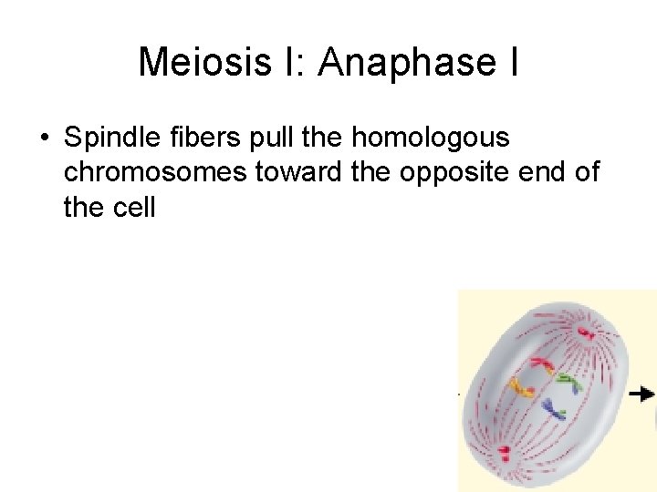 Meiosis I: Anaphase I • Spindle fibers pull the homologous chromosomes toward the opposite