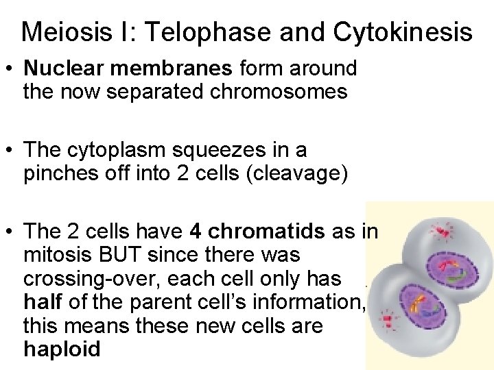 Meiosis I: Telophase and Cytokinesis • Nuclear membranes form around the now separated chromosomes