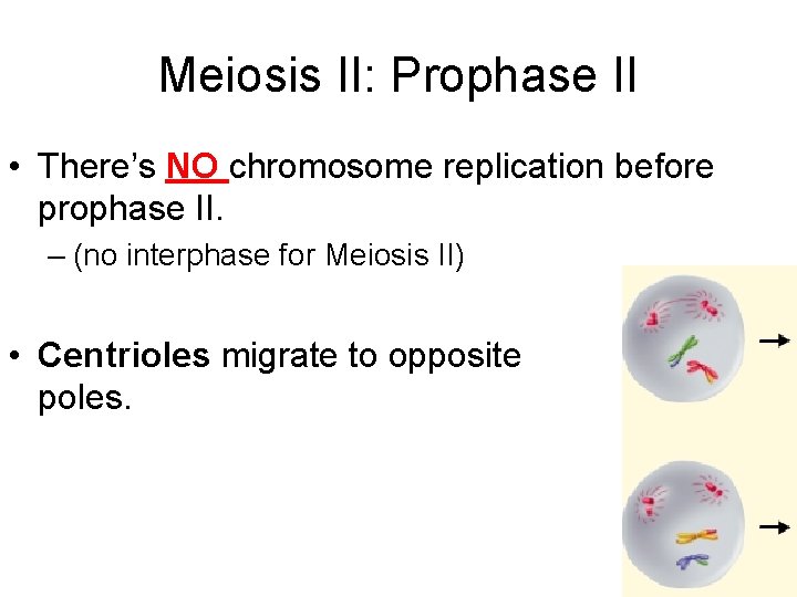 Meiosis II: Prophase II • There’s NO chromosome replication before prophase II. – (no