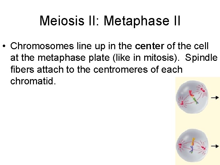 Meiosis II: Metaphase II • Chromosomes line up in the center of the cell