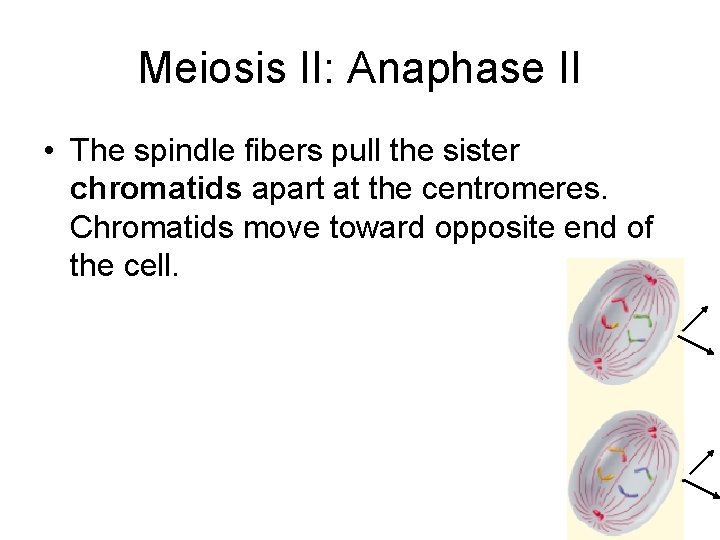 Meiosis II: Anaphase II • The spindle fibers pull the sister chromatids apart at