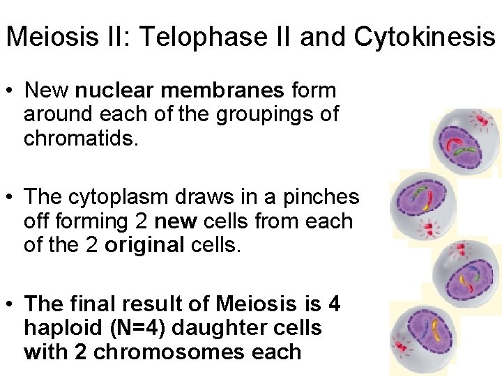 Meiosis II: Telophase II and Cytokinesis • New nuclear membranes form around each of