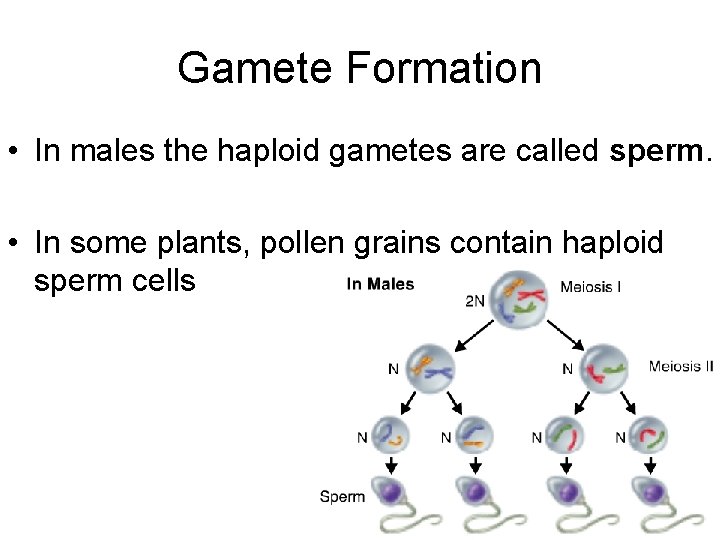 Gamete Formation • In males the haploid gametes are called sperm. • In some
