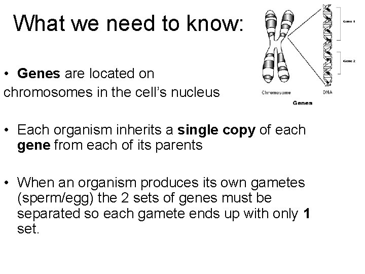 What we need to know: • Genes are located on chromosomes in the cell’s