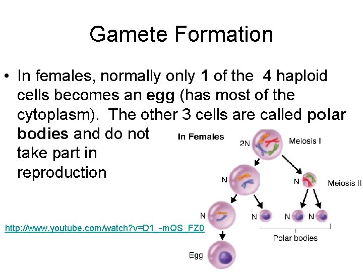 Gamete Formation • In females, normally only 1 of the 4 haploid cells becomes
