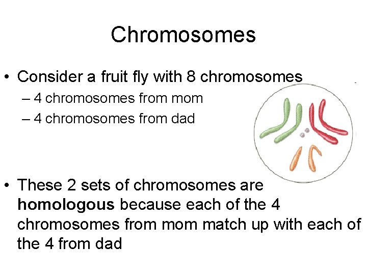 Chromosomes • Consider a fruit fly with 8 chromosomes – 4 chromosomes from mom