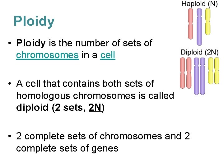 Ploidy • Ploidy is the number of sets of chromosomes in a cell •