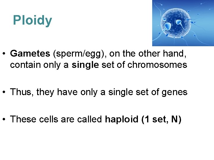 Ploidy • Gametes (sperm/egg), on the other hand, contain only a single set of