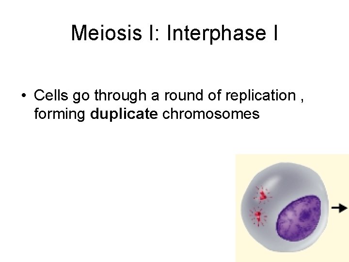 Meiosis I: Interphase I • Cells go through a round of replication , forming