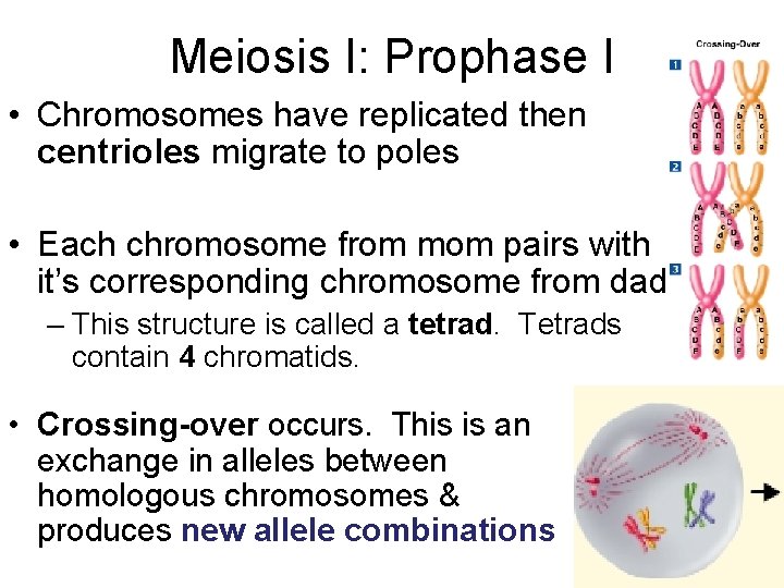 Meiosis I: Prophase I • Chromosomes have replicated then centrioles migrate to poles •