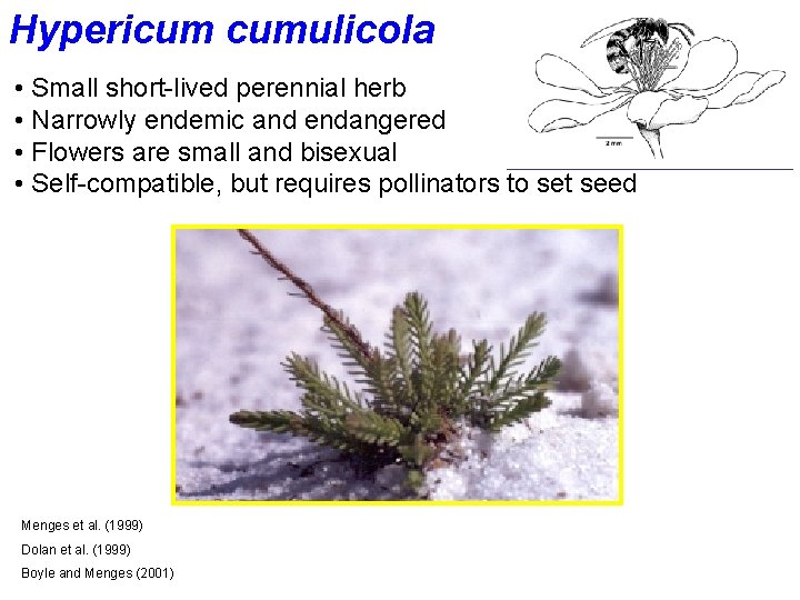 Hypericum cumulicola • Small short-lived perennial herb • Narrowly endemic and endangered • Flowers