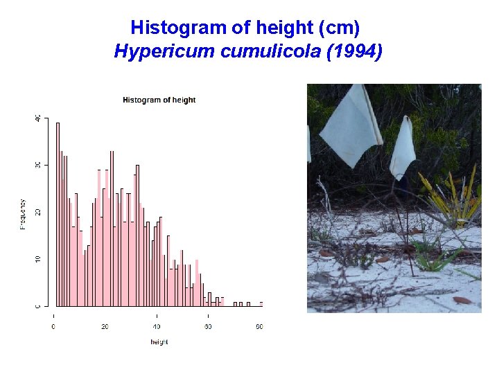 Histogram of height (cm) Hypericum cumulicola (1994) 