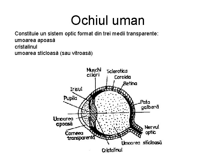 Ochiul uman Constituie un sistem optic format din trei medii transparente: umoarea apoasă cristalinul